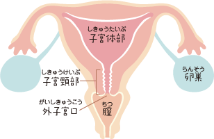 子宮入り口付近の頸部 子宮入り口付近の頸部