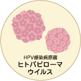 ヒトパピローマウイルス(HPV) ヒトパピローマウイルス(HPV)